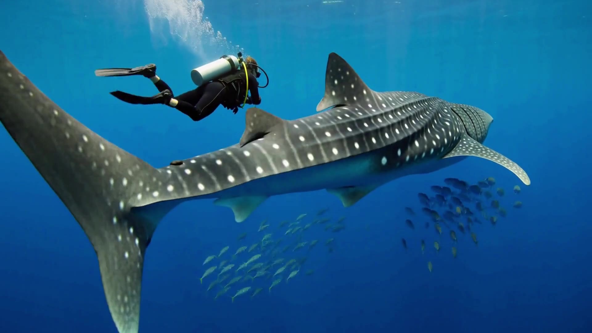 Actual DeepAny Studio Text to Video result: a five-second underwater tracking shot of a diver beside a whale shark.