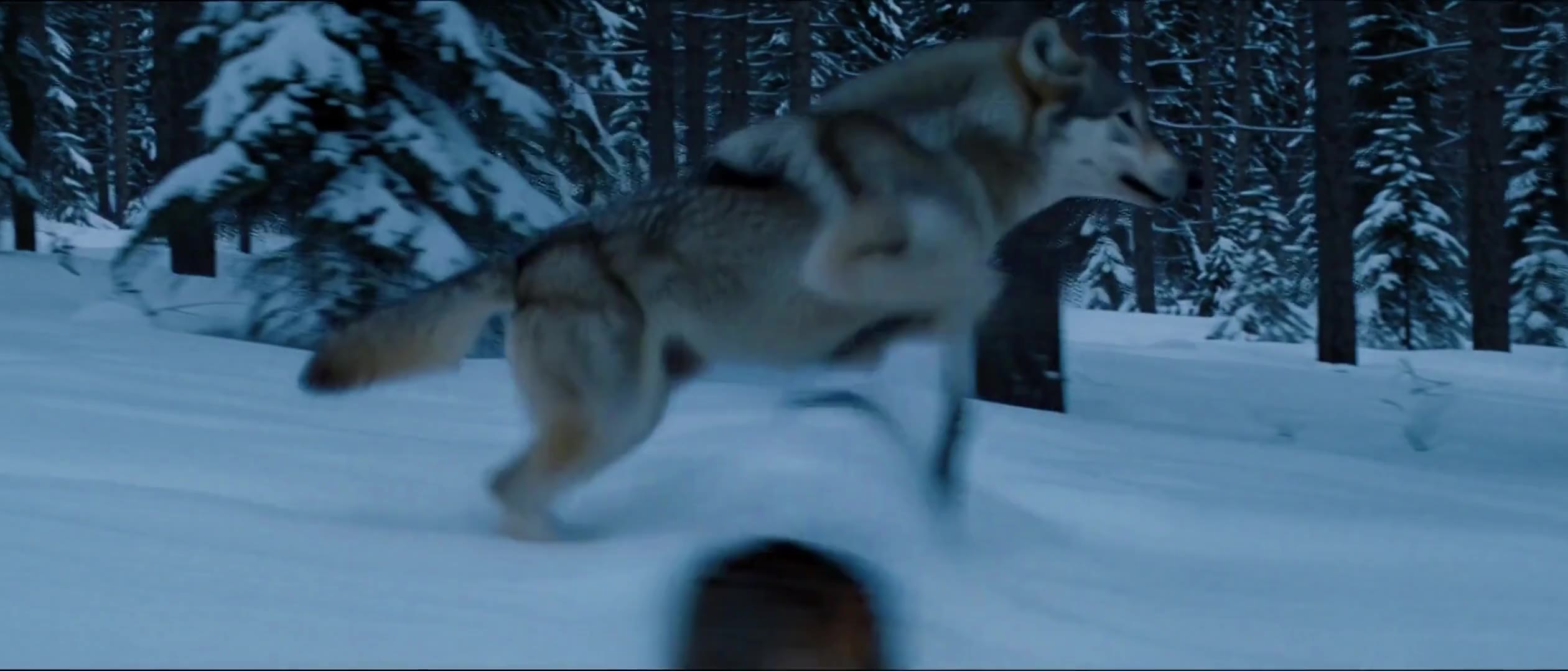 Actual DeepAny Studio Text to Video result: a five-second 21:9 low tracking shot of a wolf running through a snowy forest.